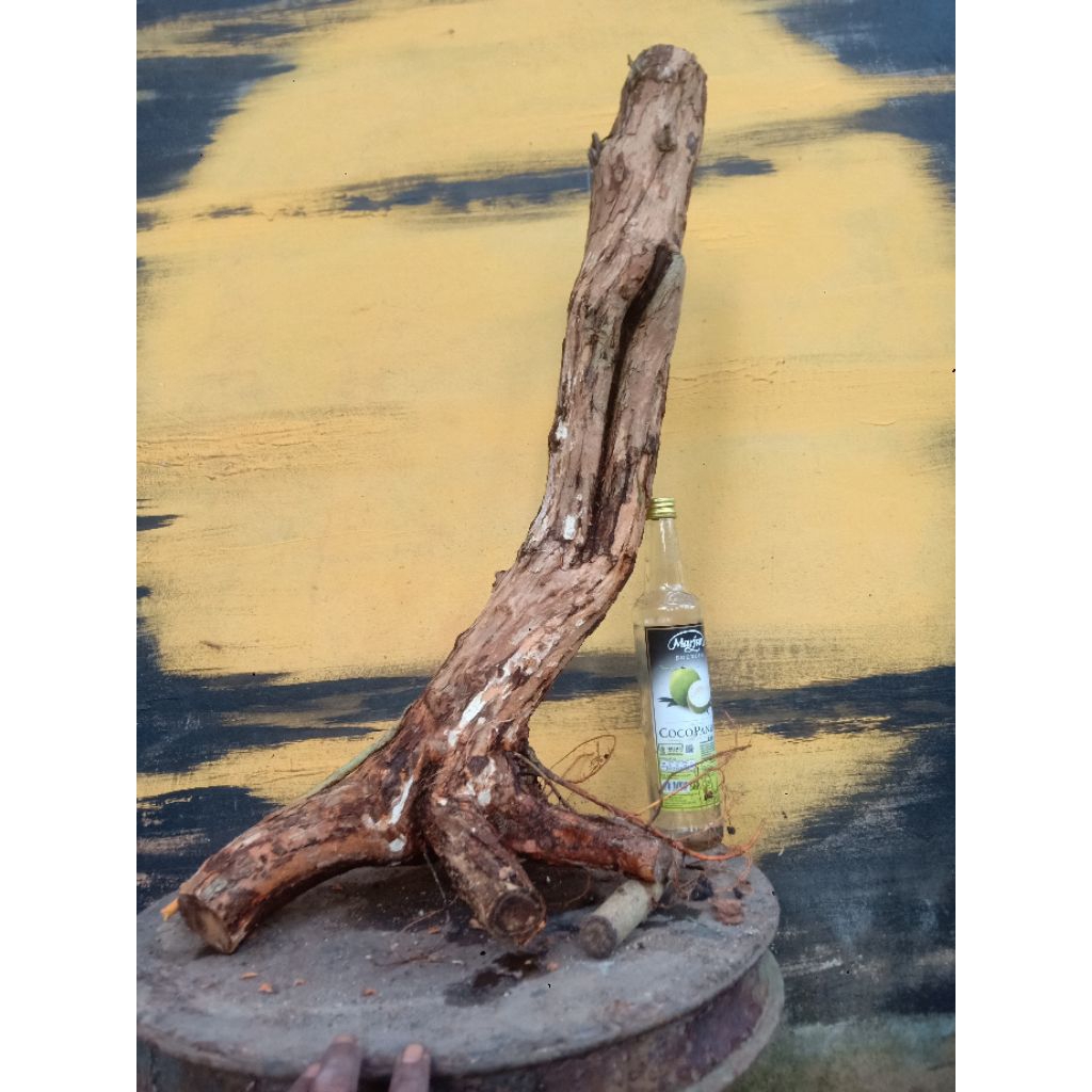 BAHAN BONSAI SISIR KALIAGE CAKAR NAGA