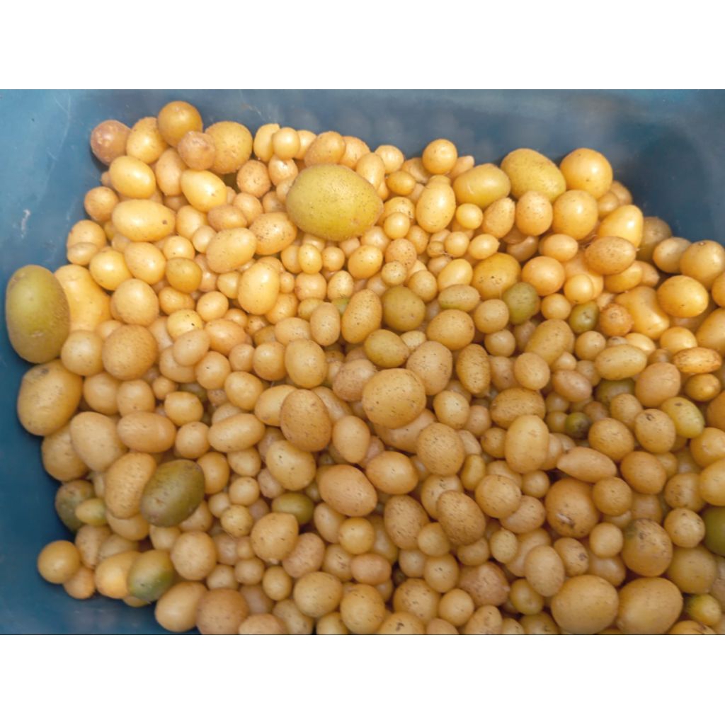 benih kentang granola L g0