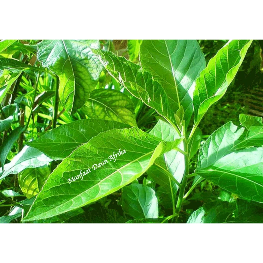 

Daun afrika segar/ daun teh cina 300gr