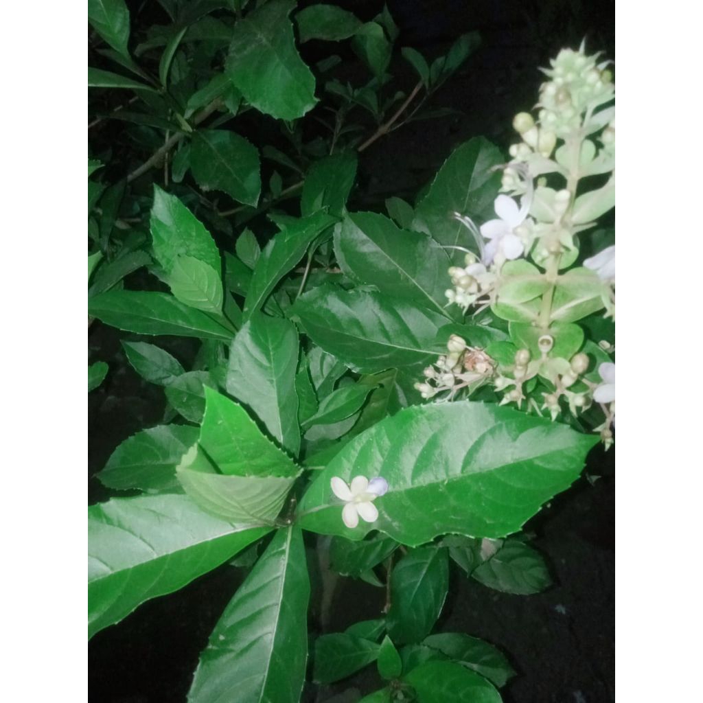 

daun srigugu/senggugu/gurah/harga perlembar