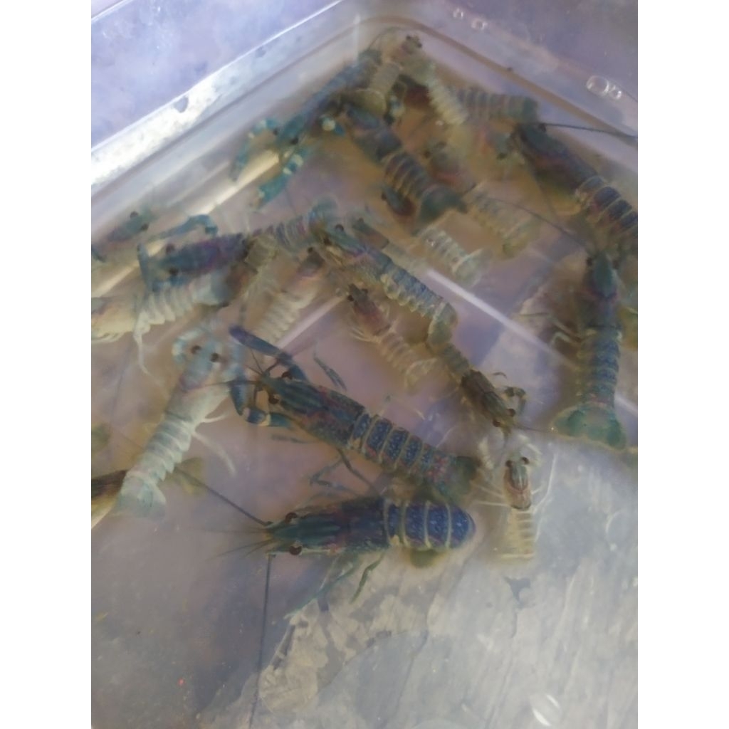 

Bibit Lobster Air Tawar Berkualitas Unggulan dan terbaik uk 2 inc Terbaik, Berkualitas dan Unggulan