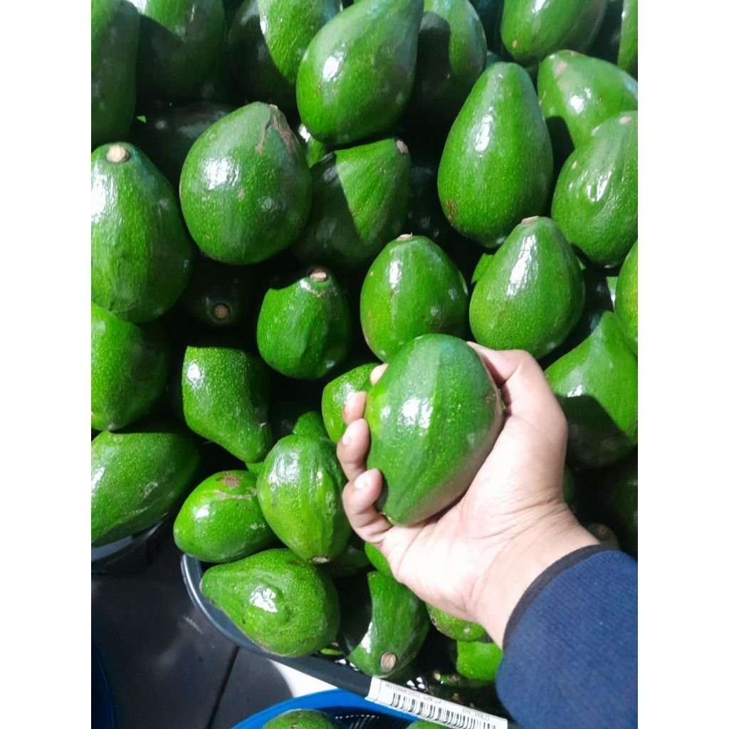 

Alpukat Gurih 1kg [Garansi]