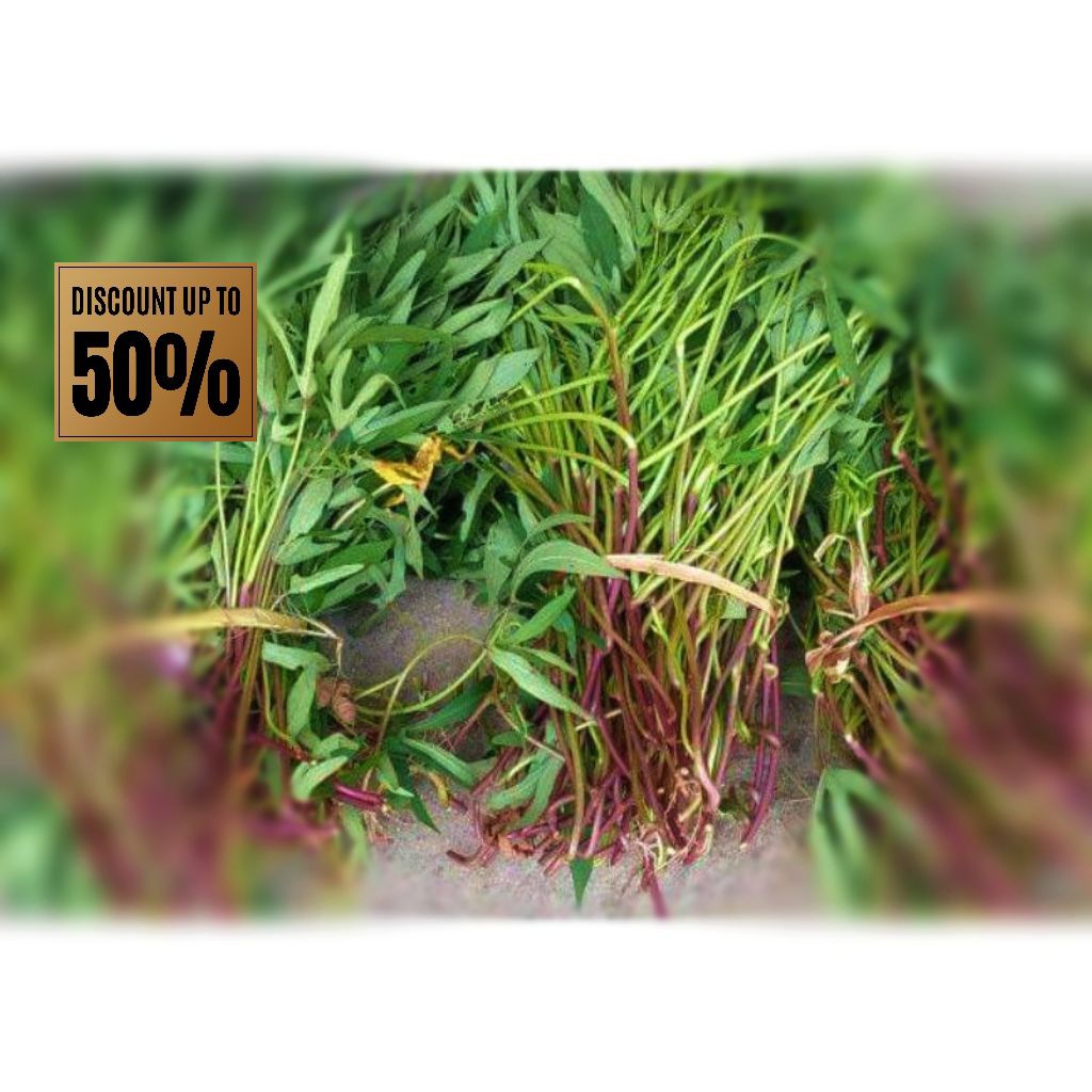 [PROMO] Paket hemat 50 Stek Bibit Umbi Cilembu Madu Simanis Leugit Orange