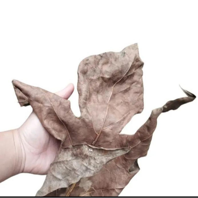 500 gram Daun Sukun Kering / 250 gram Daun Sukun Kering Alami