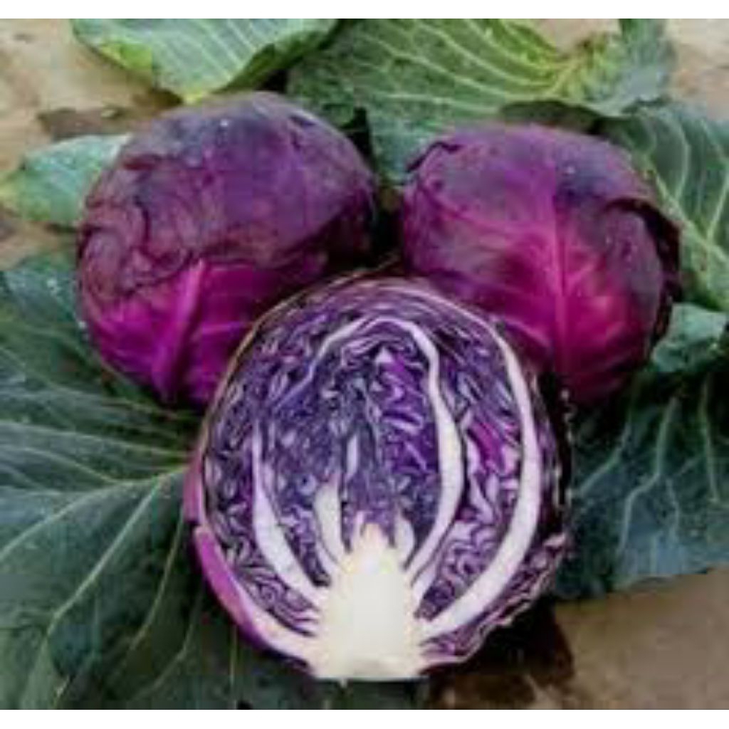 

Benih kubis ungu (isi 300 butir)