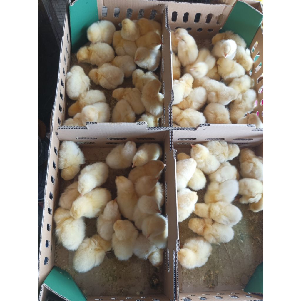 Doc Jantan( Sudah Vaksin) Ayam Negeri Jantan - Ayam Negeri Pejantan