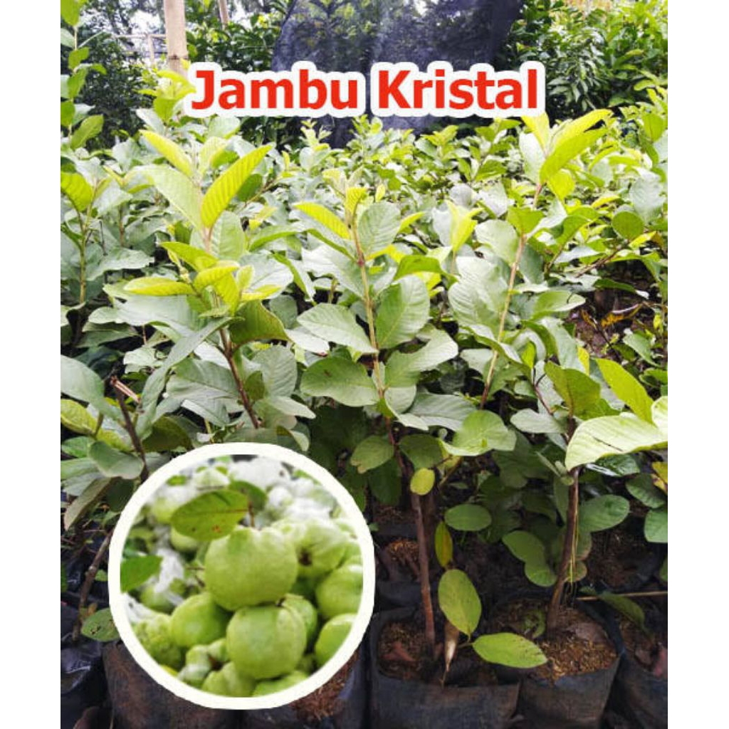 

bibit jambu kristal jumbo tidak berbiji okulasi cepat berbuah