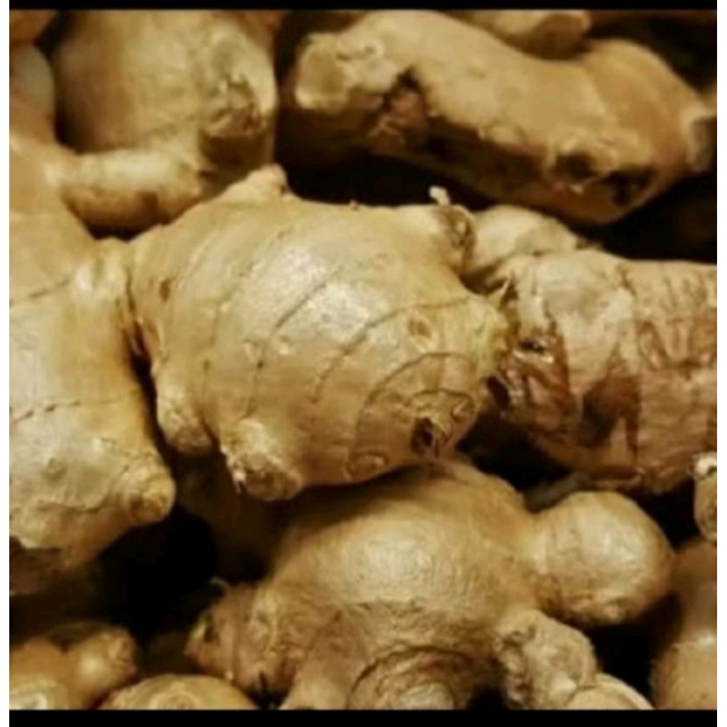 

Jahe Gajah/Jahe Putih Fresh & Segar 500 gram