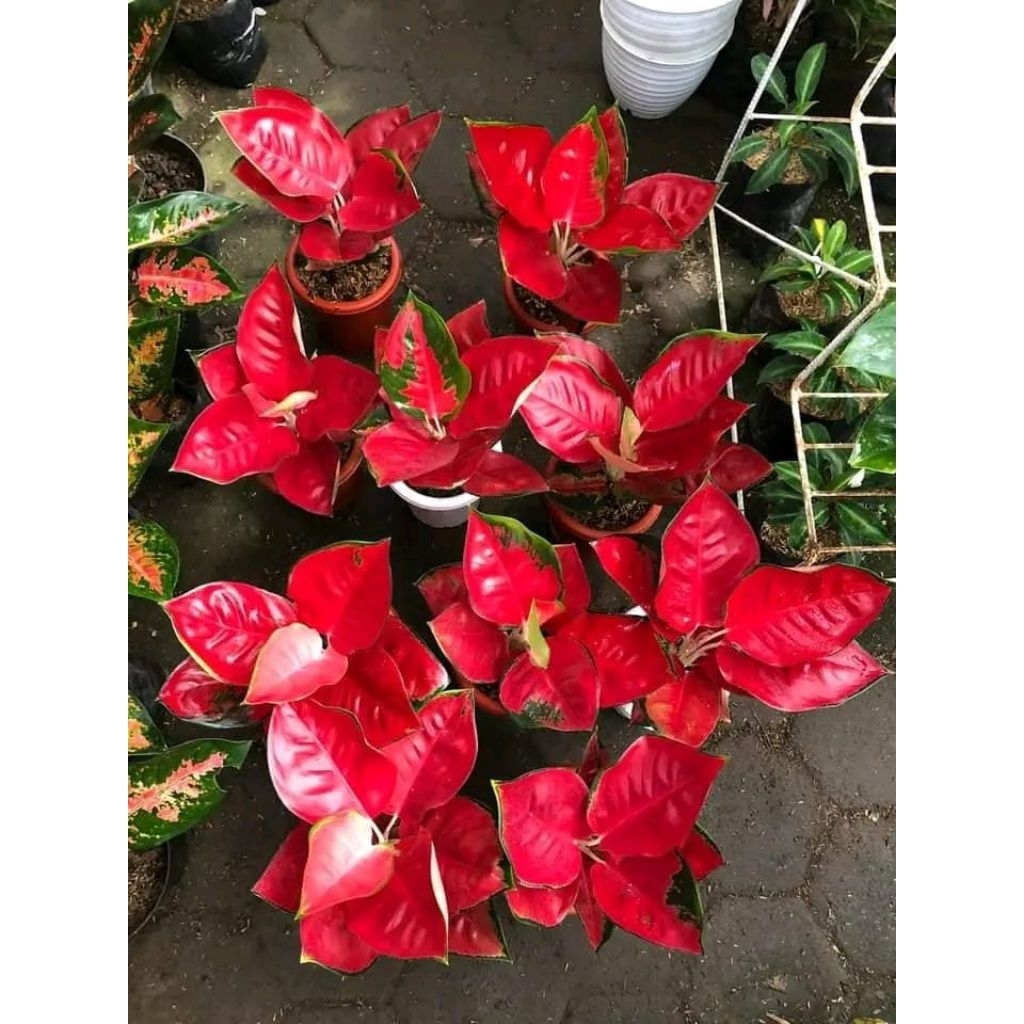 aglonema suksom jaipong super spesial termurah