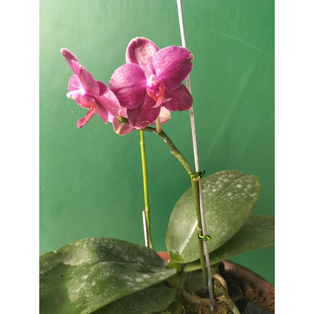 Anggrek Bulan Mini