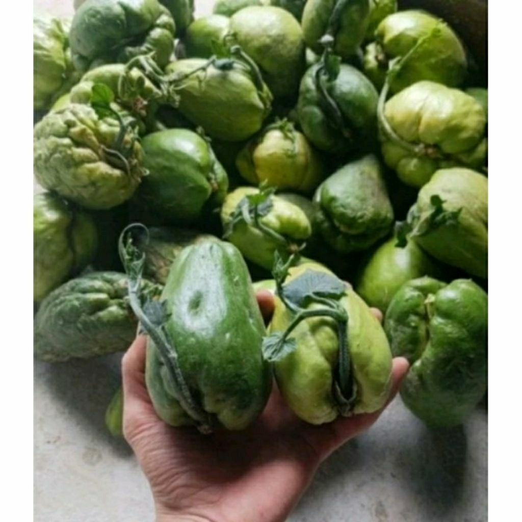 

bibit labu siam/biji