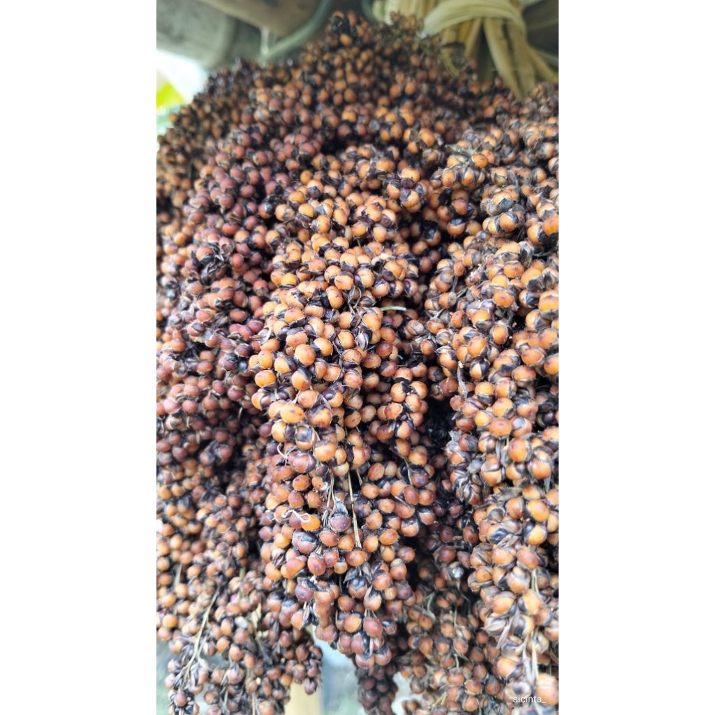 

biji gerai sorgum 1kg 1kilo