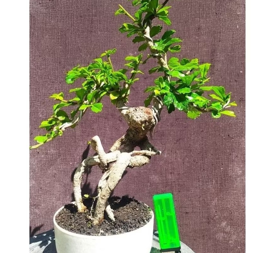 bonsai hokianti / hokiantea mame cakep realpic + potnya