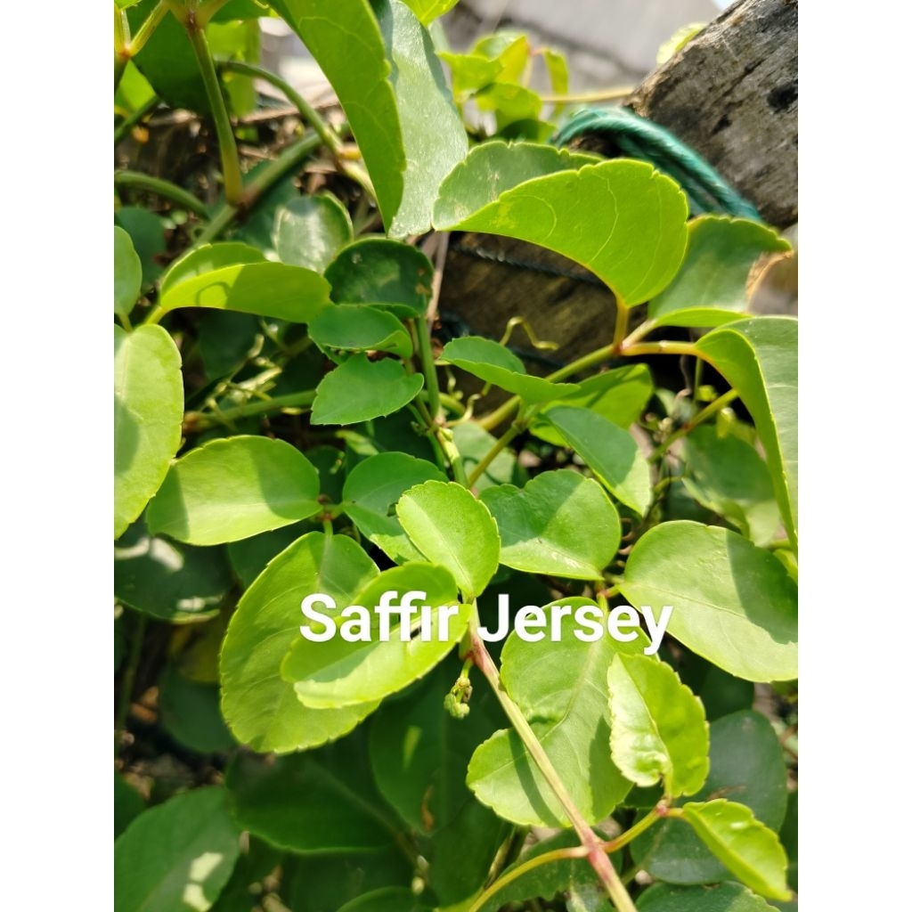 

Daun Galing Segar 500gr