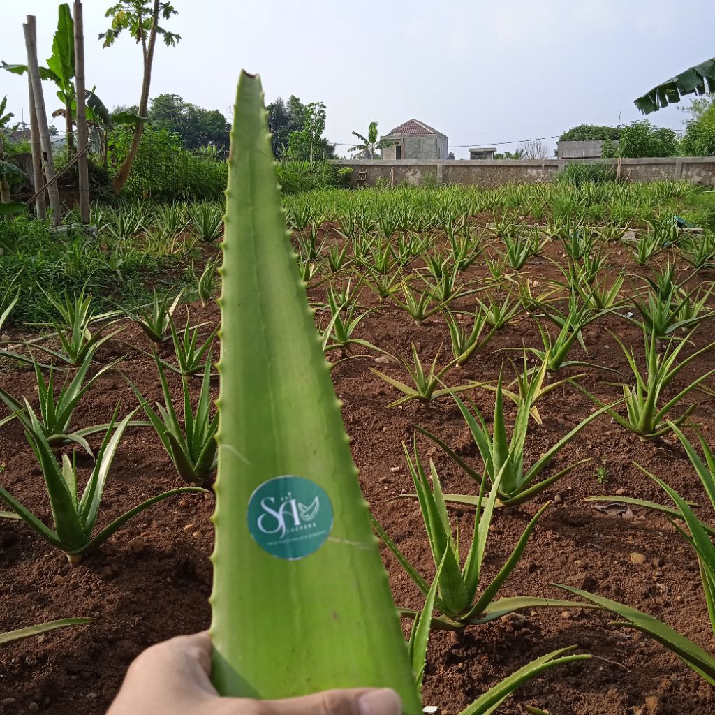

SariAloevera_Pelepah Lidah Buaya Jumbo 1000gr
