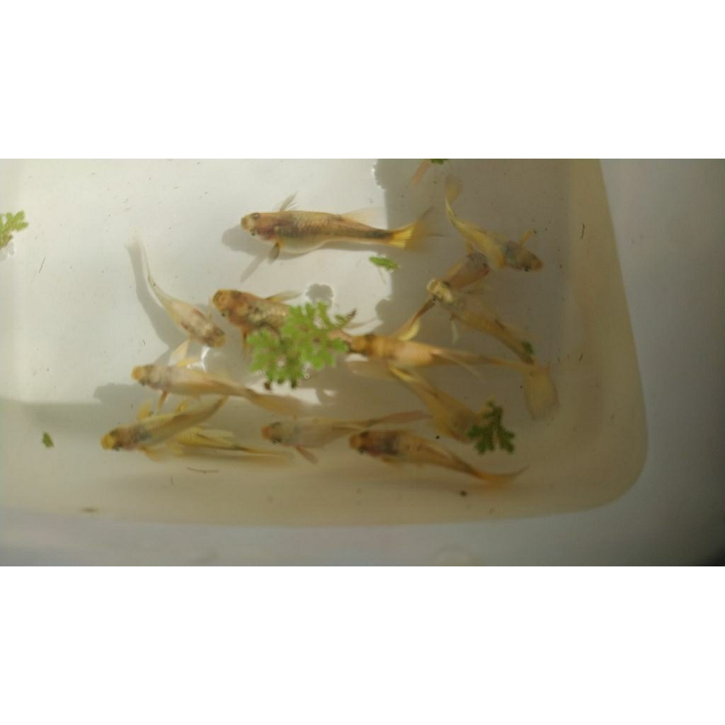 Guppy full gold Vietnam juve