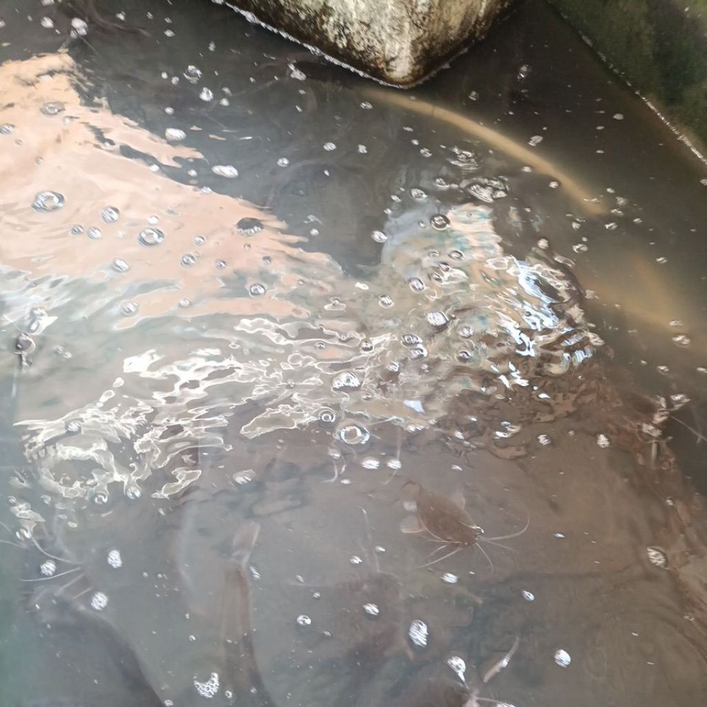 

grosir dan eceran lele untuk pecel lele