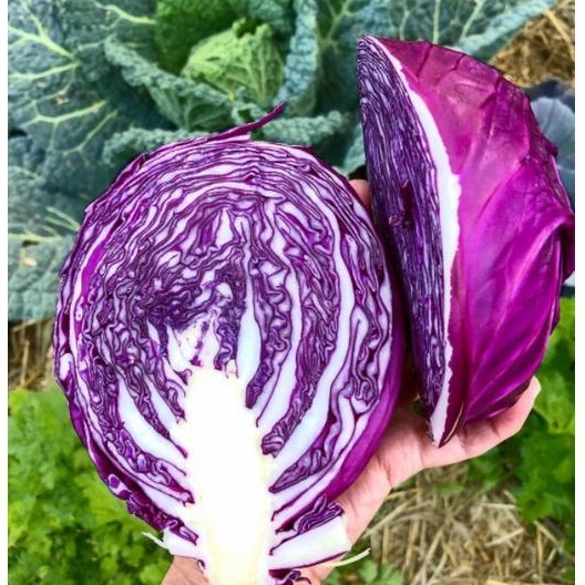 

Kul merah/gubis unggu 1kg Segar Free Ongkir