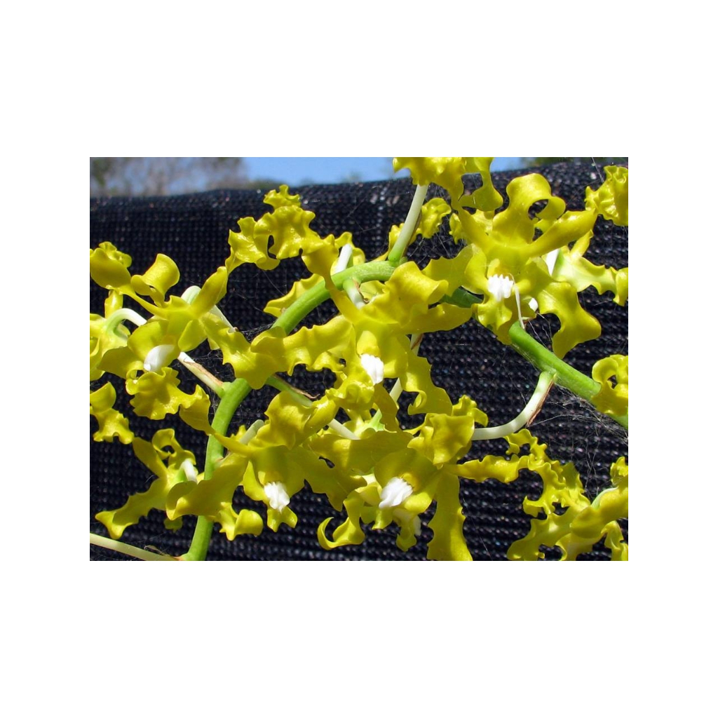 Dendrobium discolor var. broomfieldii