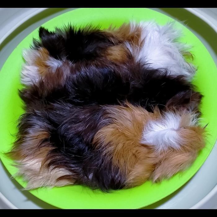 

kulit marmut kepang 1 pcs mentah