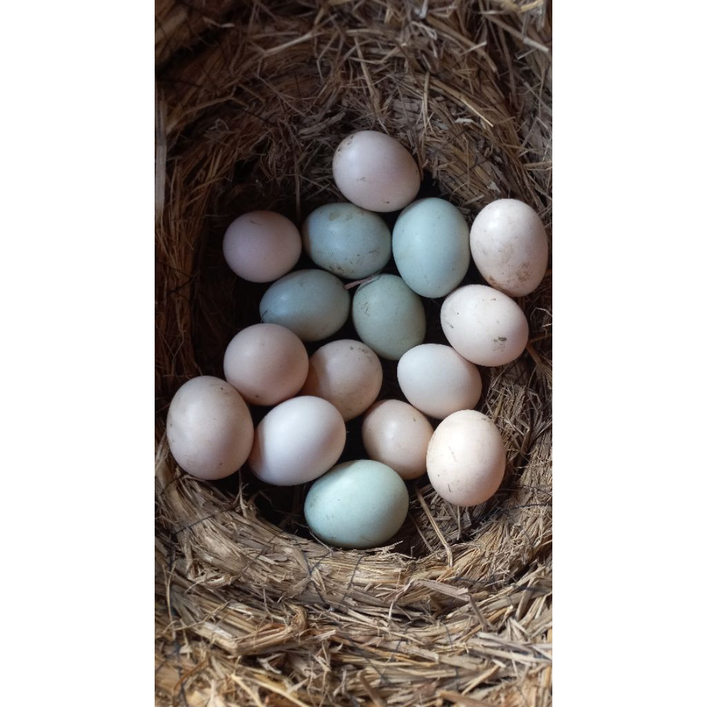 TELUR FERTIL AYAM BIRMA