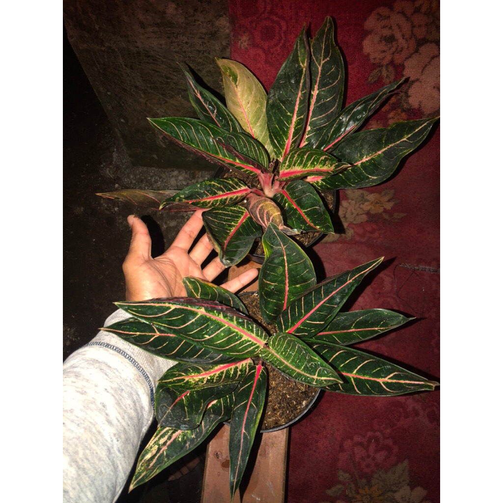 Aglonema pride of sumatra / Red sumatra Dewasa