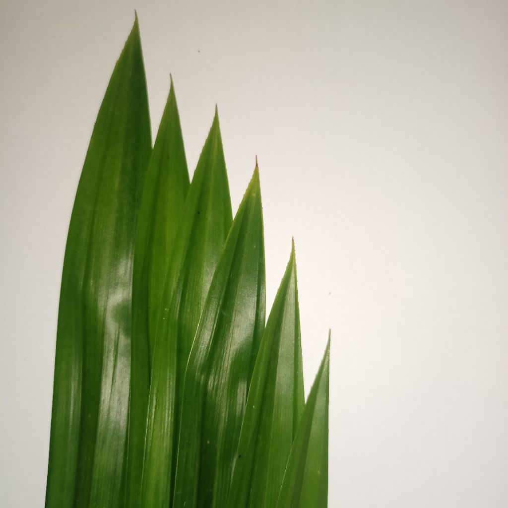 

20 lembar DAUN PANDAN sebagai bahan makanan