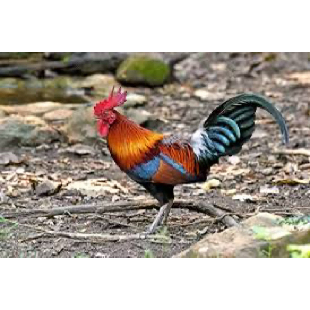 

TELUR FERTIL AYAM BEKISAR UNTUK DITETASKAN