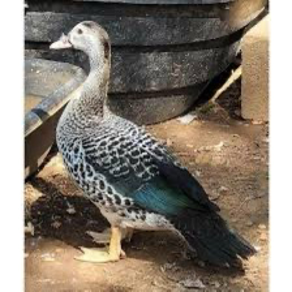 

TELUR FERTIL MENTOK MILENIAL UNTUK DITETASKAN