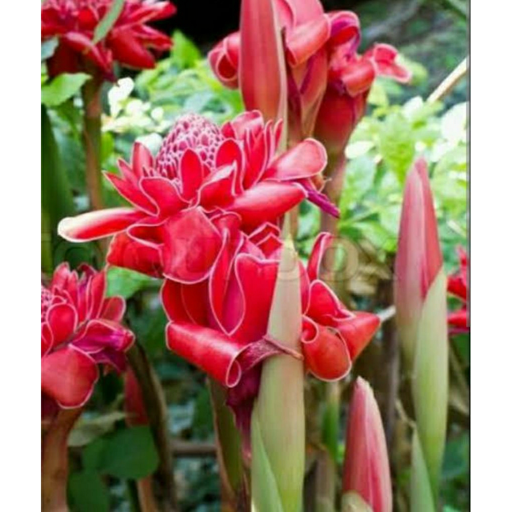 

BUNGA KECOMBRANG 500 GRAM