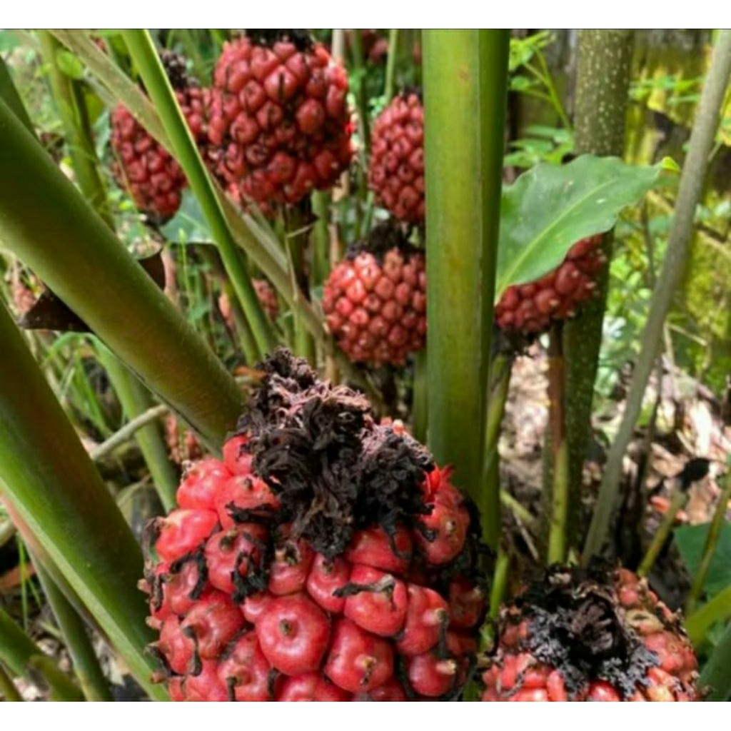 

BUAH KECOMBRANG BUAH HONJE 1 KG MASIH FRESH