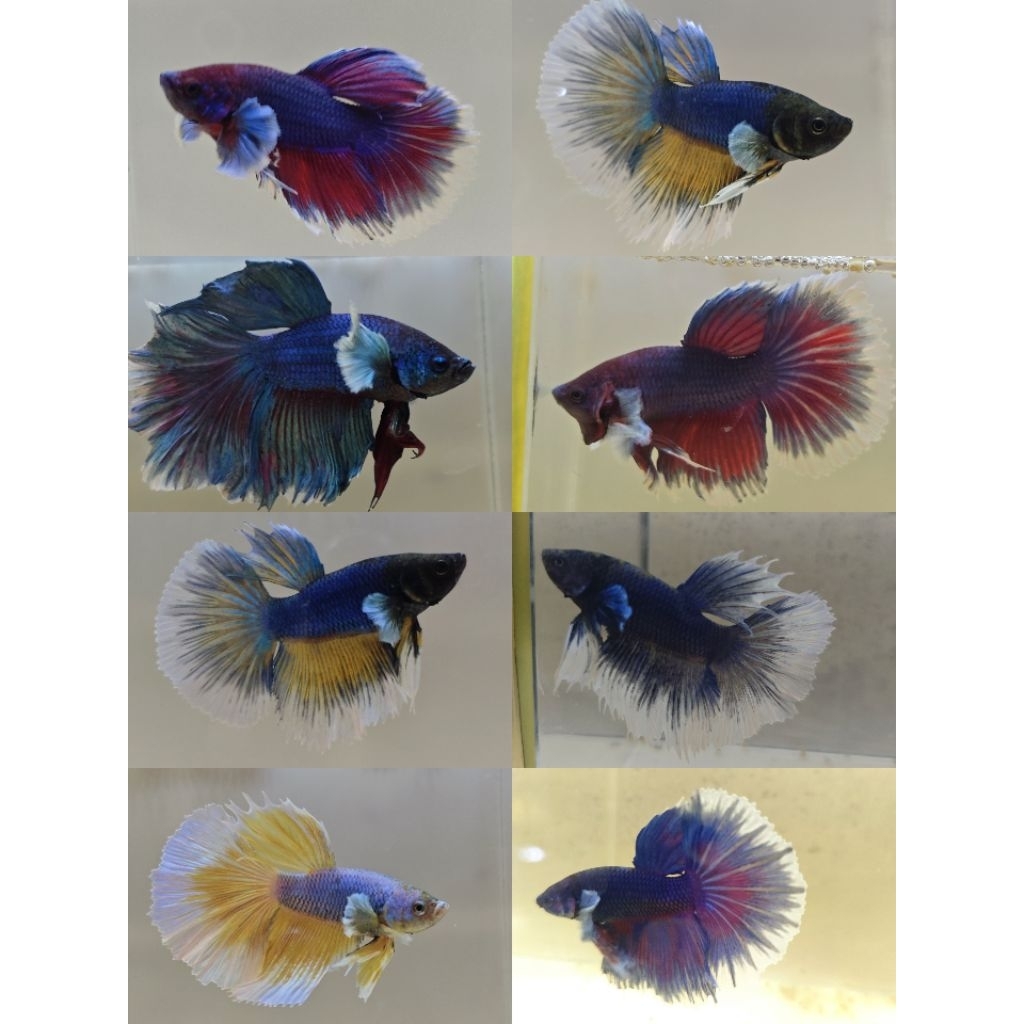 CUPANG HALFMOON DUMBO EAR