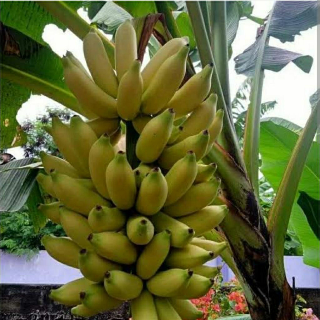 BIBIT BUAH PISANG EMAS KIRANA PISANG ULI