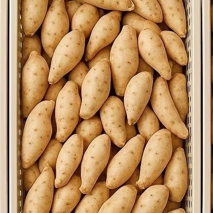 

UBI MADU SUMEDANG CILEMBU 1 KG FRESH