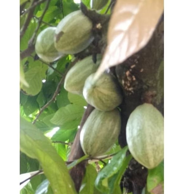 Bibit Benih Kakao Lokal Super isi 100 biji