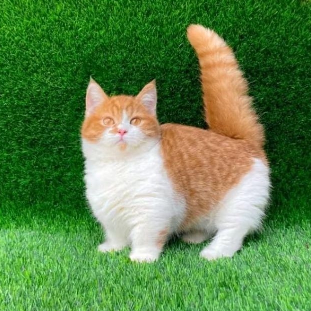 kitten bsh munchkin jantan | anak kucing bsh munchkin bicolor red gembul