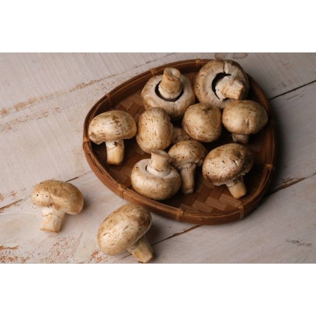 

JAMUR KANCING BIBIT JAMUR KANCING ORGANIK