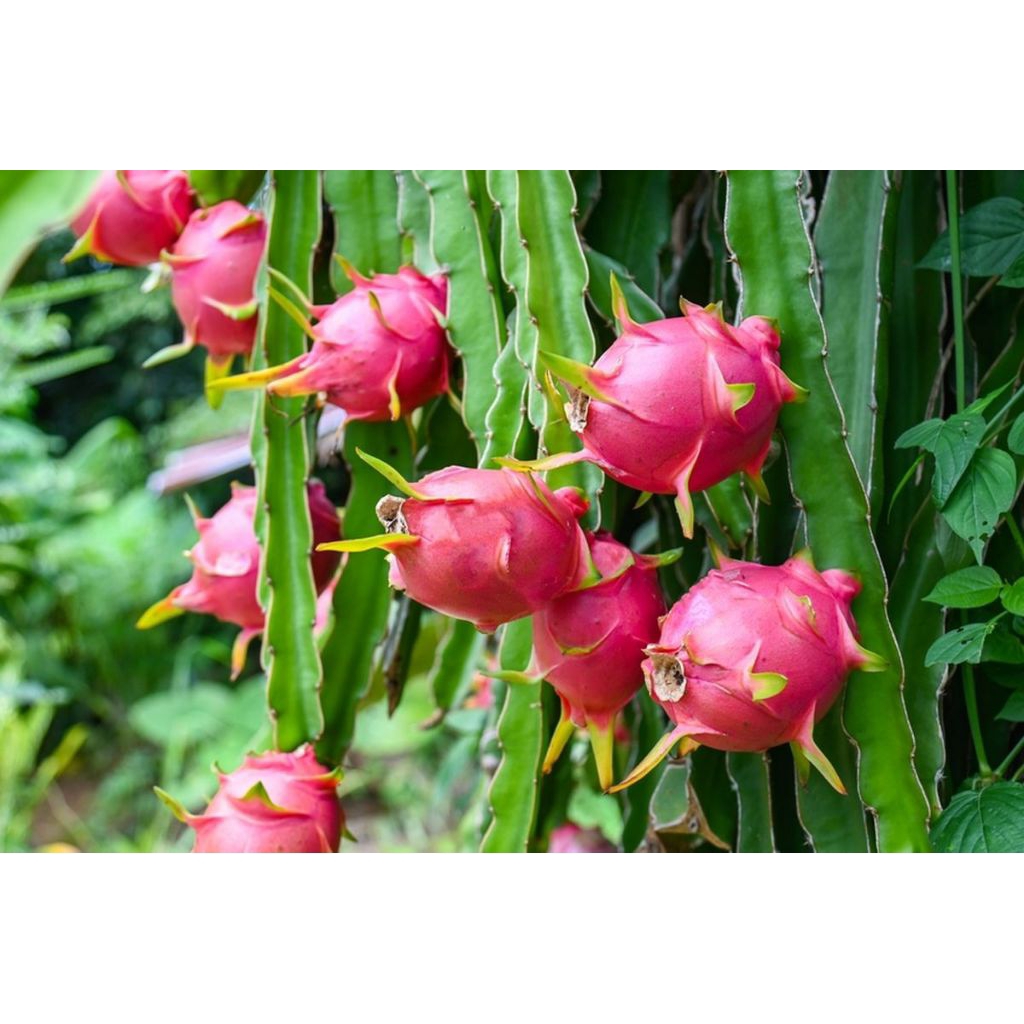 bibit buah naga merah| stek bibit buah naga merah| stek buah naga siap tanam