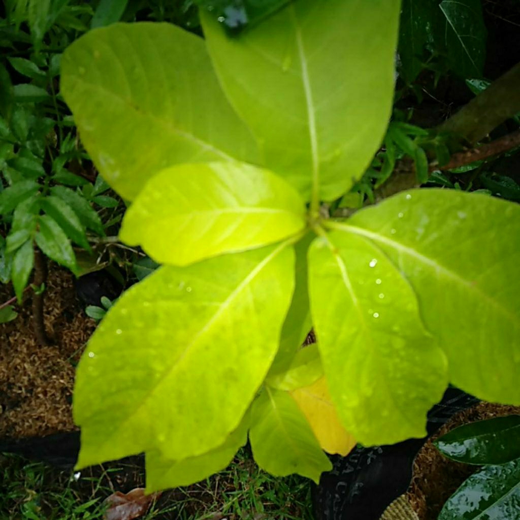 

Daun Kol Banda / Kol Bandang petik segar