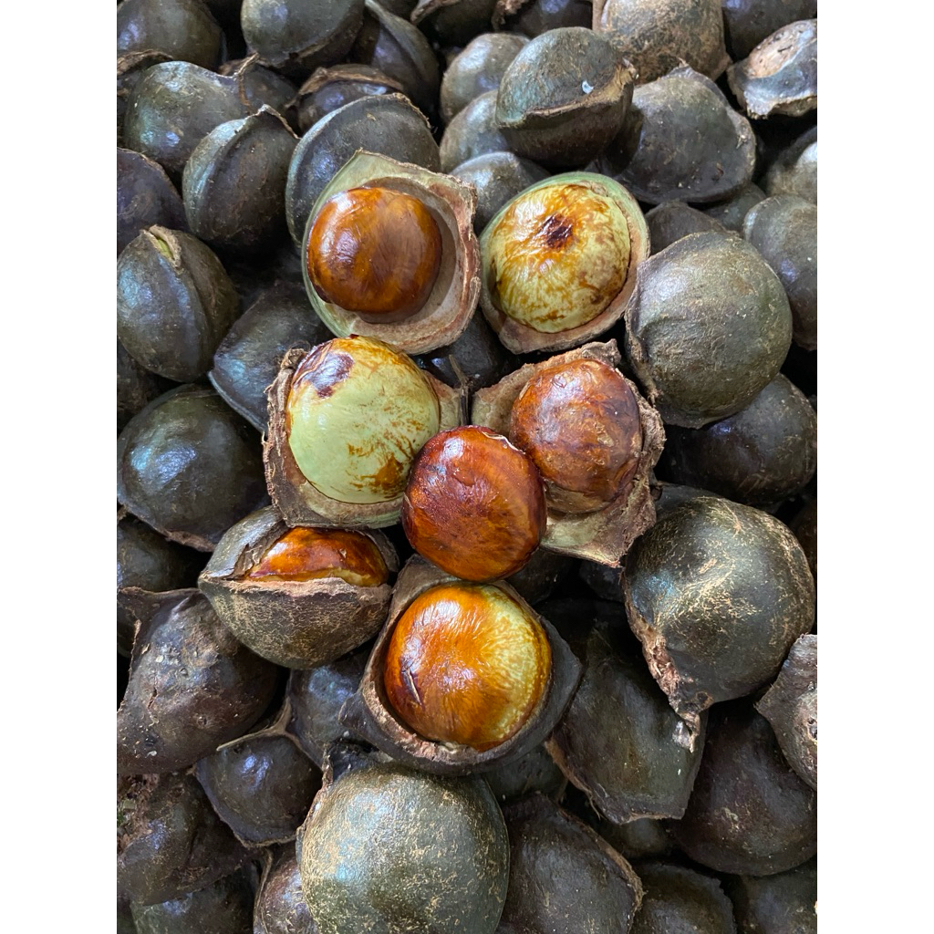 

jengkol tua kulitan fres baru petik dari pohon 1kg