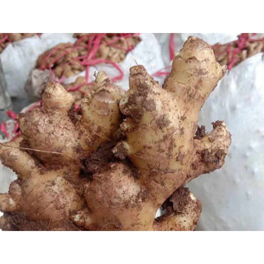 

Jahe Gajah Super 1kg