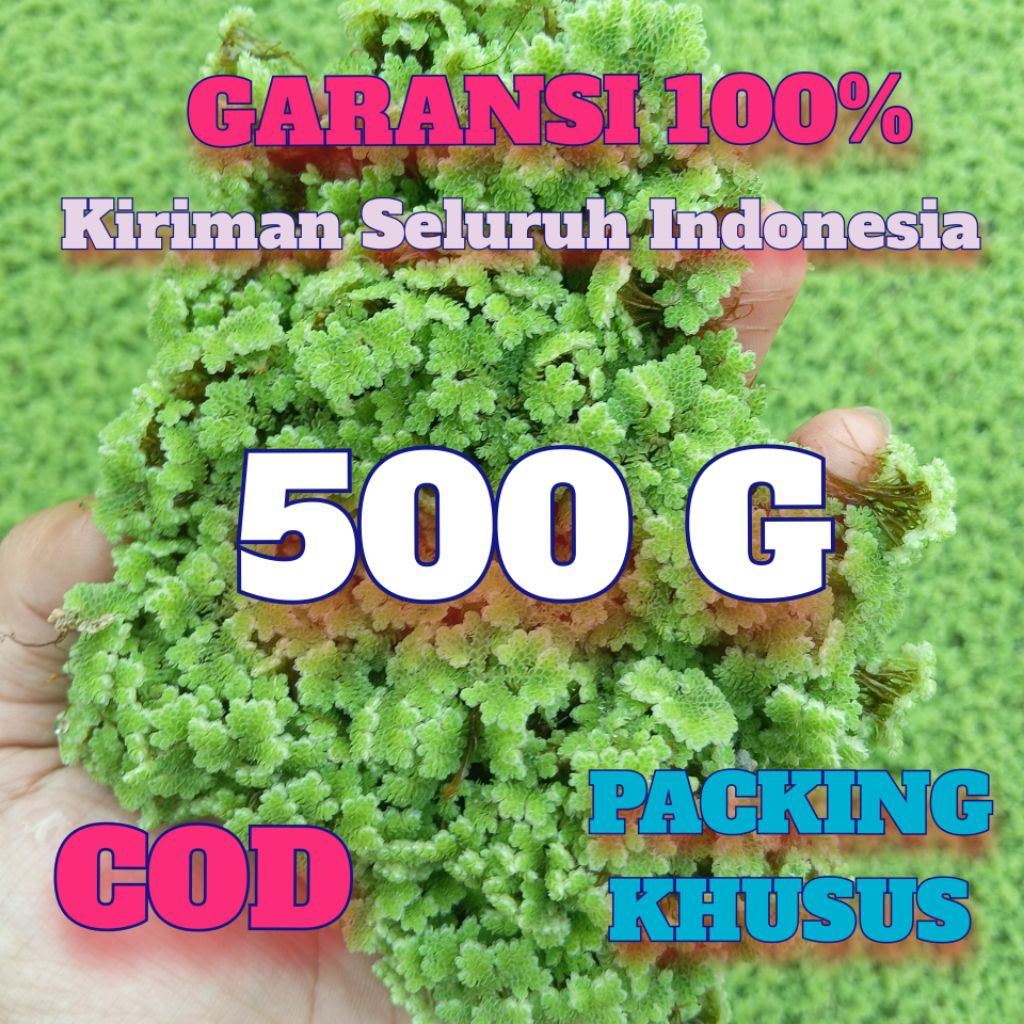 Bibit Azolla 500 G Paket Hemat: Pakan Itik, Bebek, Kelinci, Ikan, Ternak, Dipacking langsung dari ko