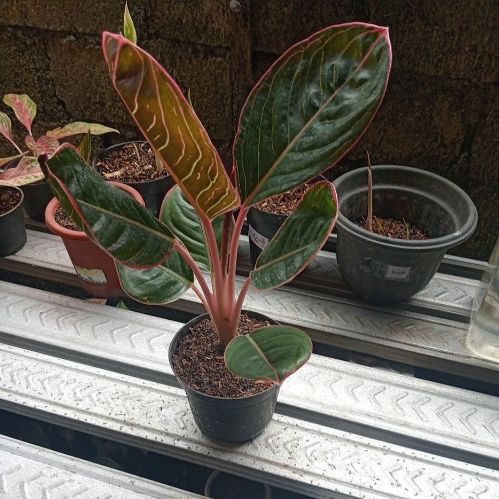 aglonema lipstik cobra