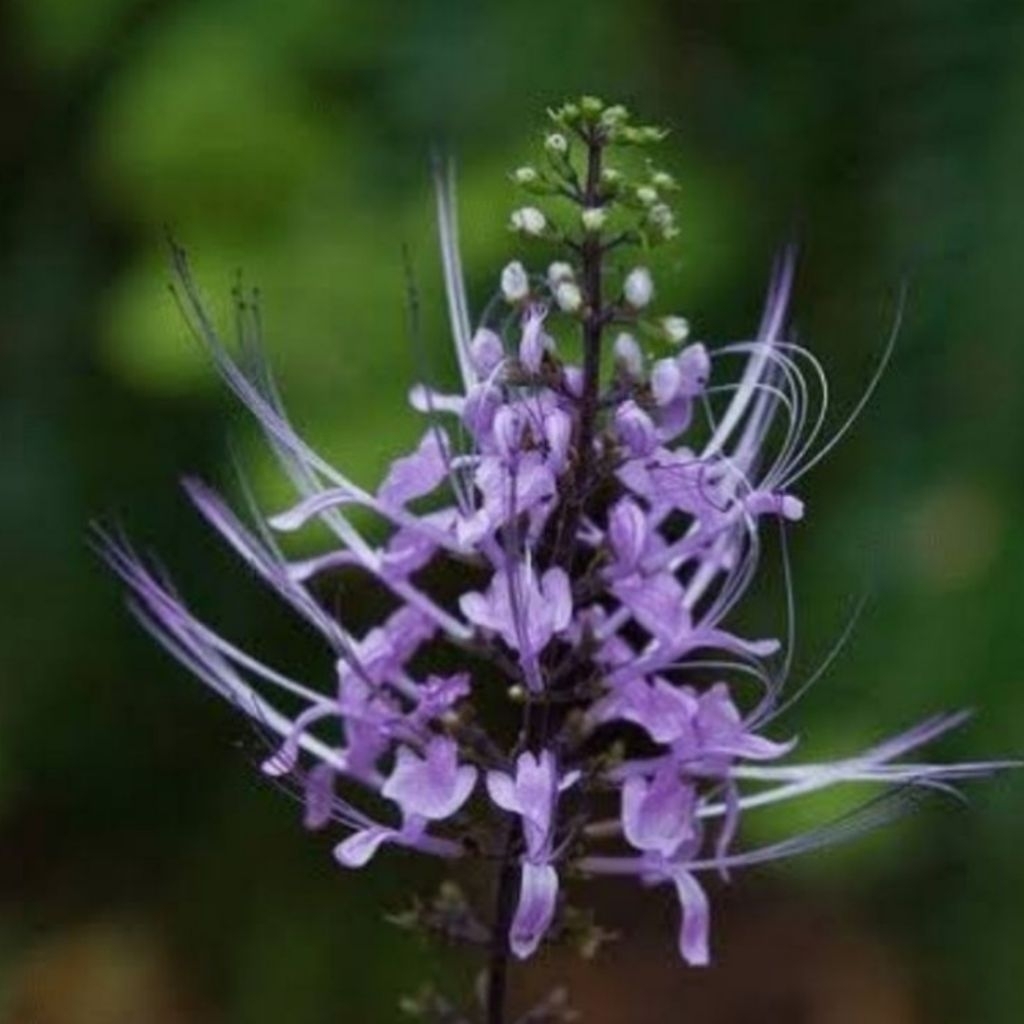 Bibit Tanaman Herbal Bunga Kumis Kucing Ungu Dan Kumis Kucing Putih Siap Tanam