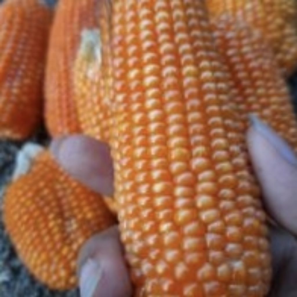 Benih Jagung Unyil/Jagung Kristal