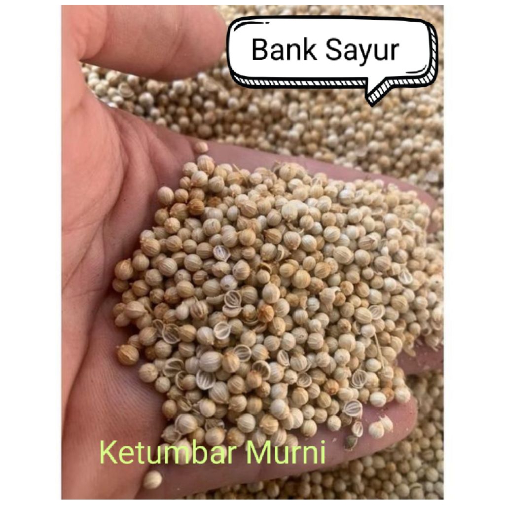 

KETUMBAR BIJI MURNI