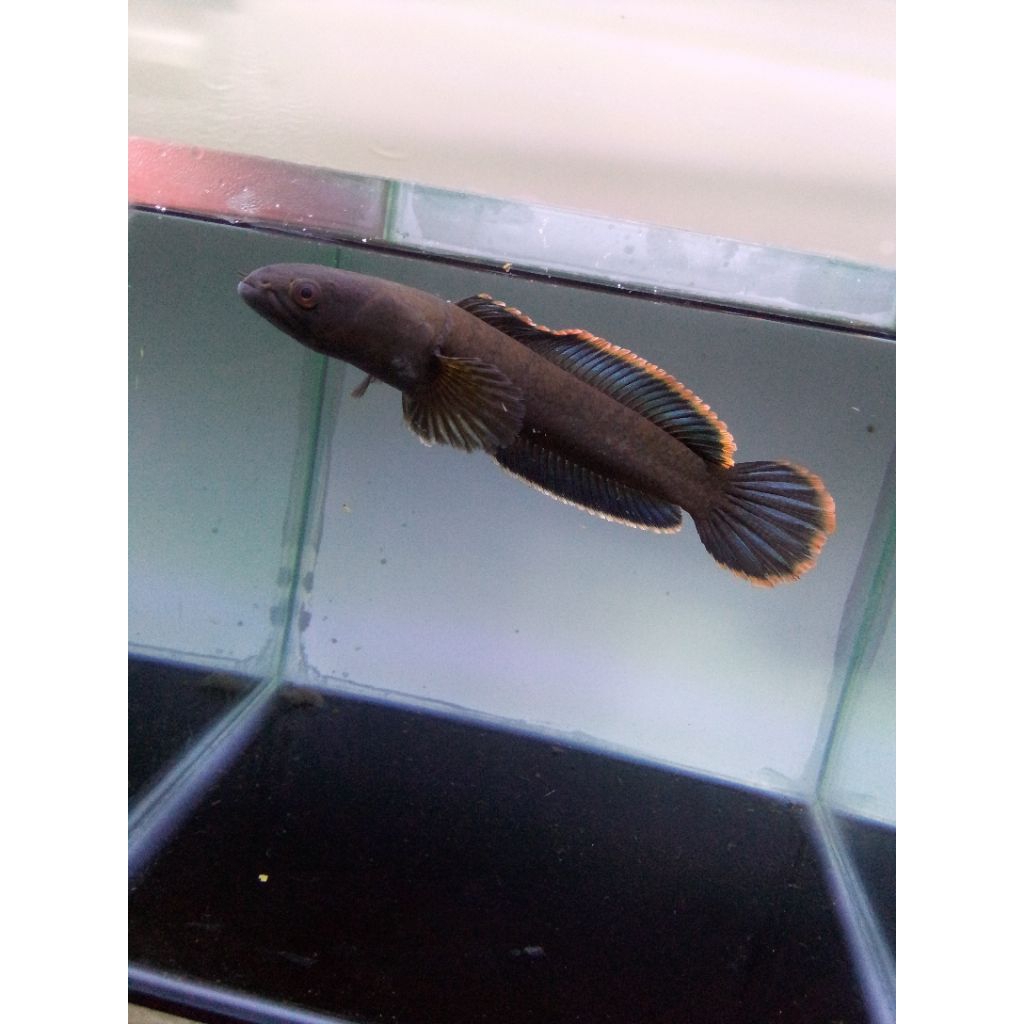 limbata rim tebal