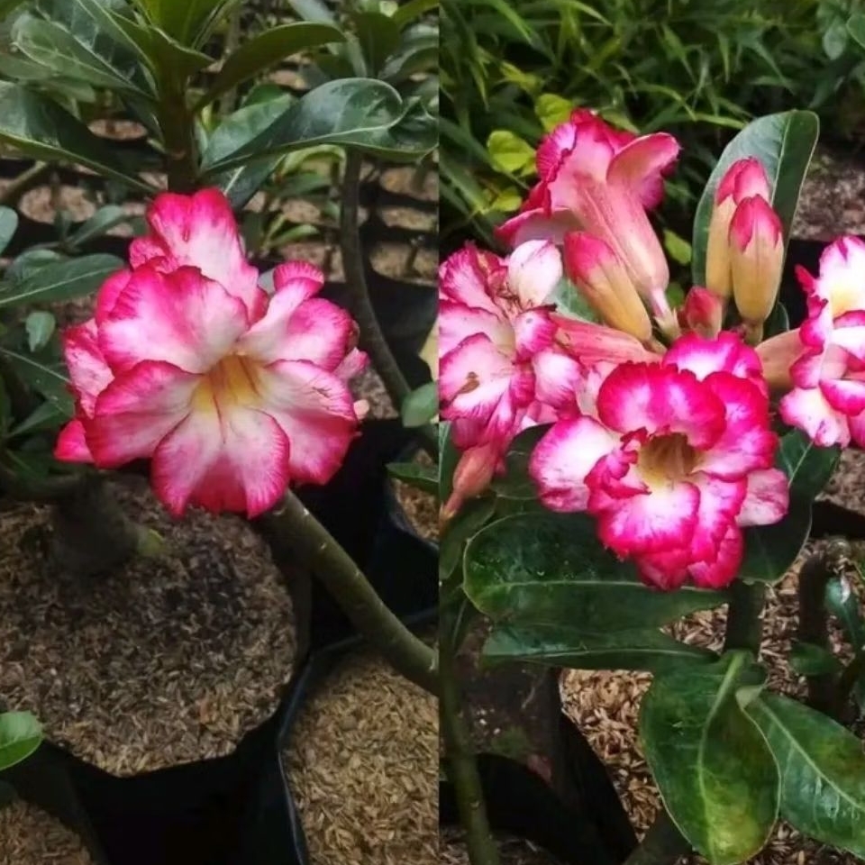 Adenium kamboja jepang bunga tumpuk / Pohon adenium kamboja jepang / Tanaman adenium bunga
