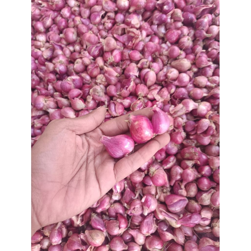 

Bawang Merah "KUPAS" Besar Segar Kualitas Super Istimewa Grade A