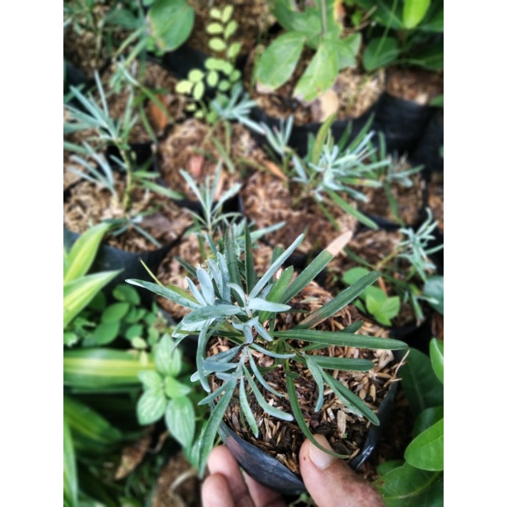 Bibit lohansung blue ice,